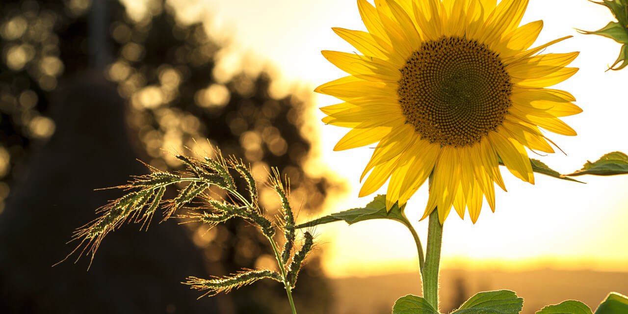 The Blooming Argi Fields